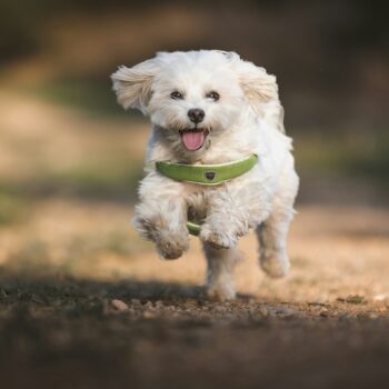 image associated with the Maddie&#8217;s Weekly Roundup: Using social media for foster placements, anxiety medications for shelter pets and more!